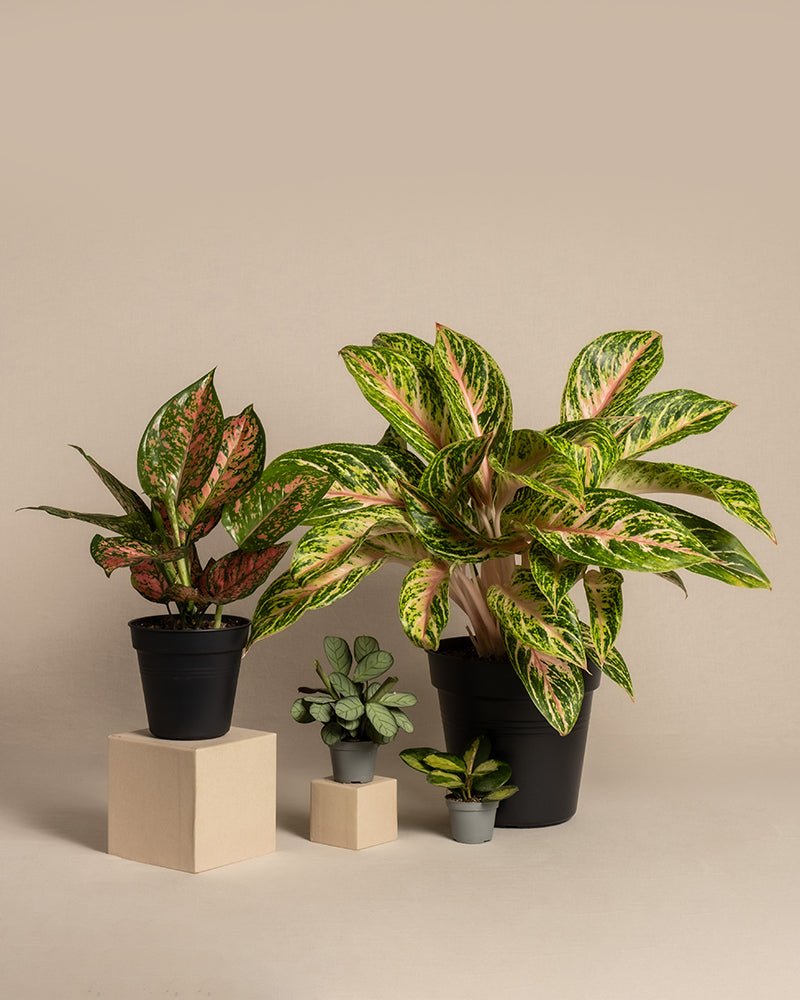 feey-tropical-beauty-set-4er-zimmerpflanzen-set image 3