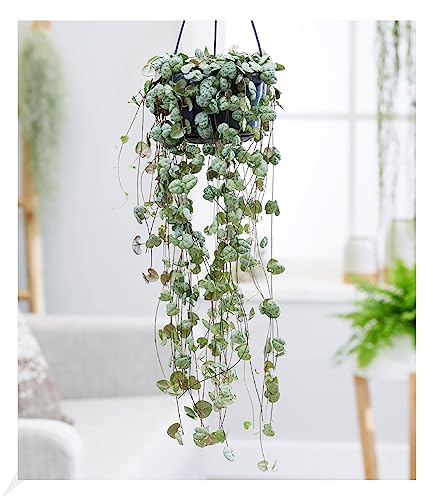 baldur-garten-leuchterblume-ceropegia-h-ngepflanze-im-11-cm-topf image 4