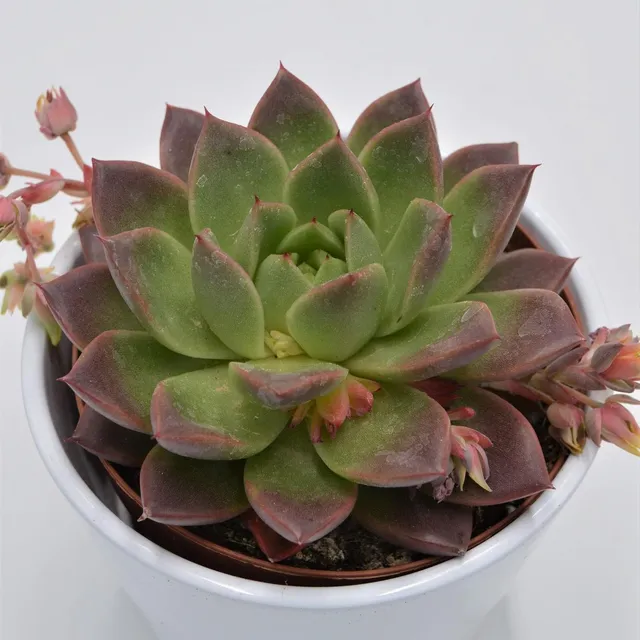 pasiora-echeveria-roja-sukkulente-12cm-topf image 1