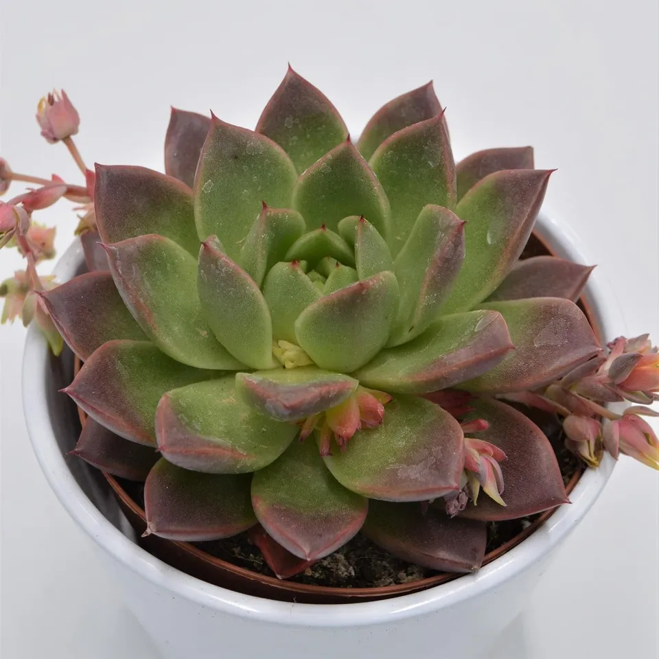 pasiora-echeveria-roja-sukkulente-12cm-topf image 1