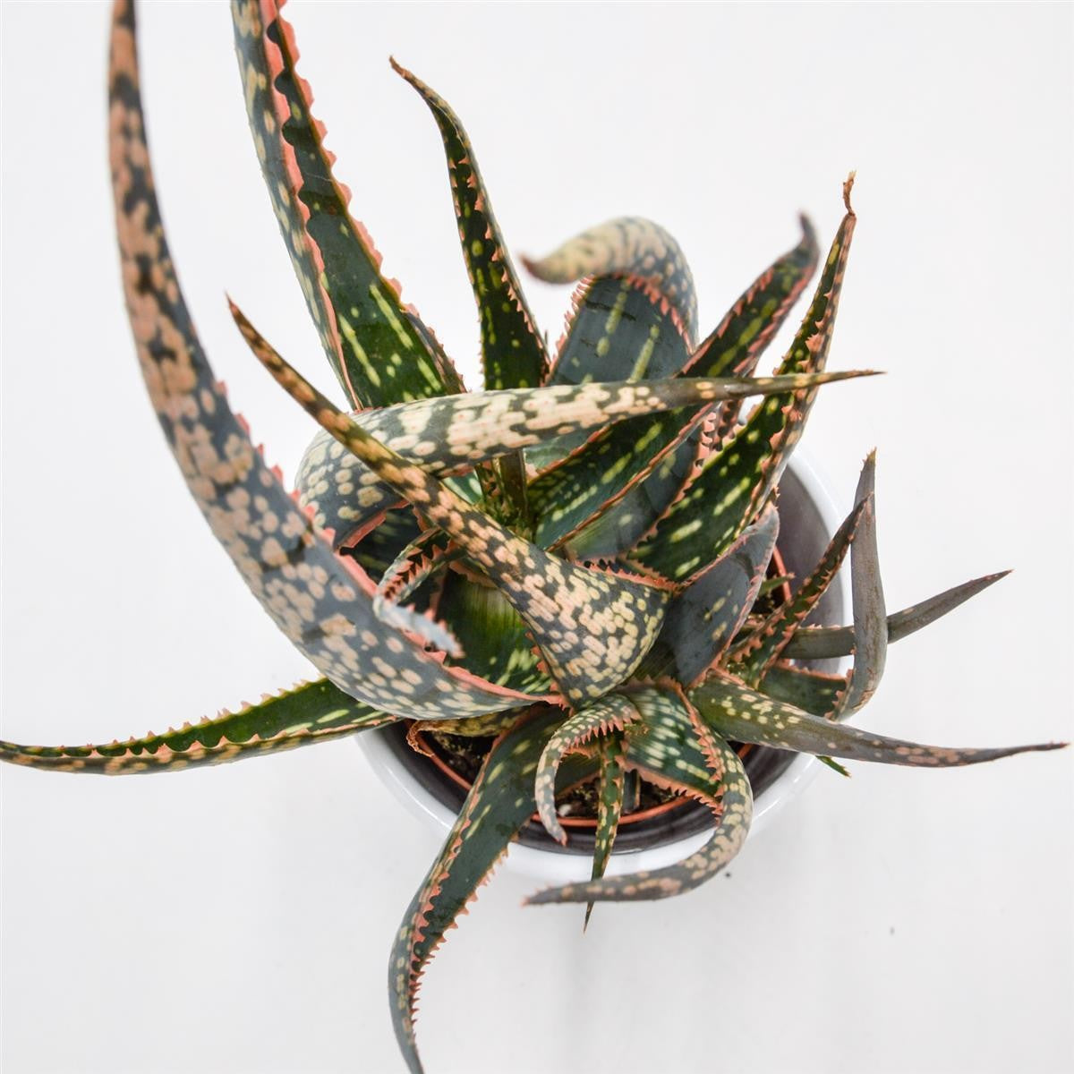 pasiora-aloe-carola-sukkulente-im-8-5cm-topf image 1