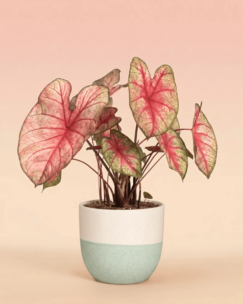 feey-caladium-party-punch-buntwurz-pink image 5
