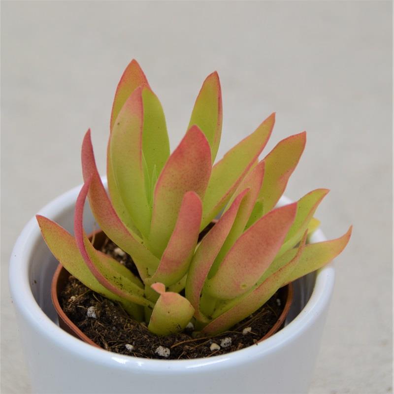 pasiora-crassula-capitella-campfire-sukkulente-5-5cm image 3