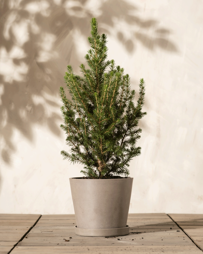 feey-tannenbaum-zuckerhutfichte-picea-glauca-december-im-topf image 5