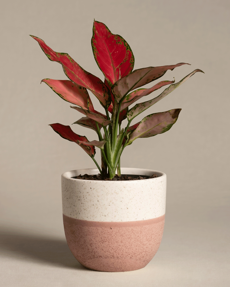 feey-aglaonema-cherry-baby-zimmerpflanze-20-30-cm image 5