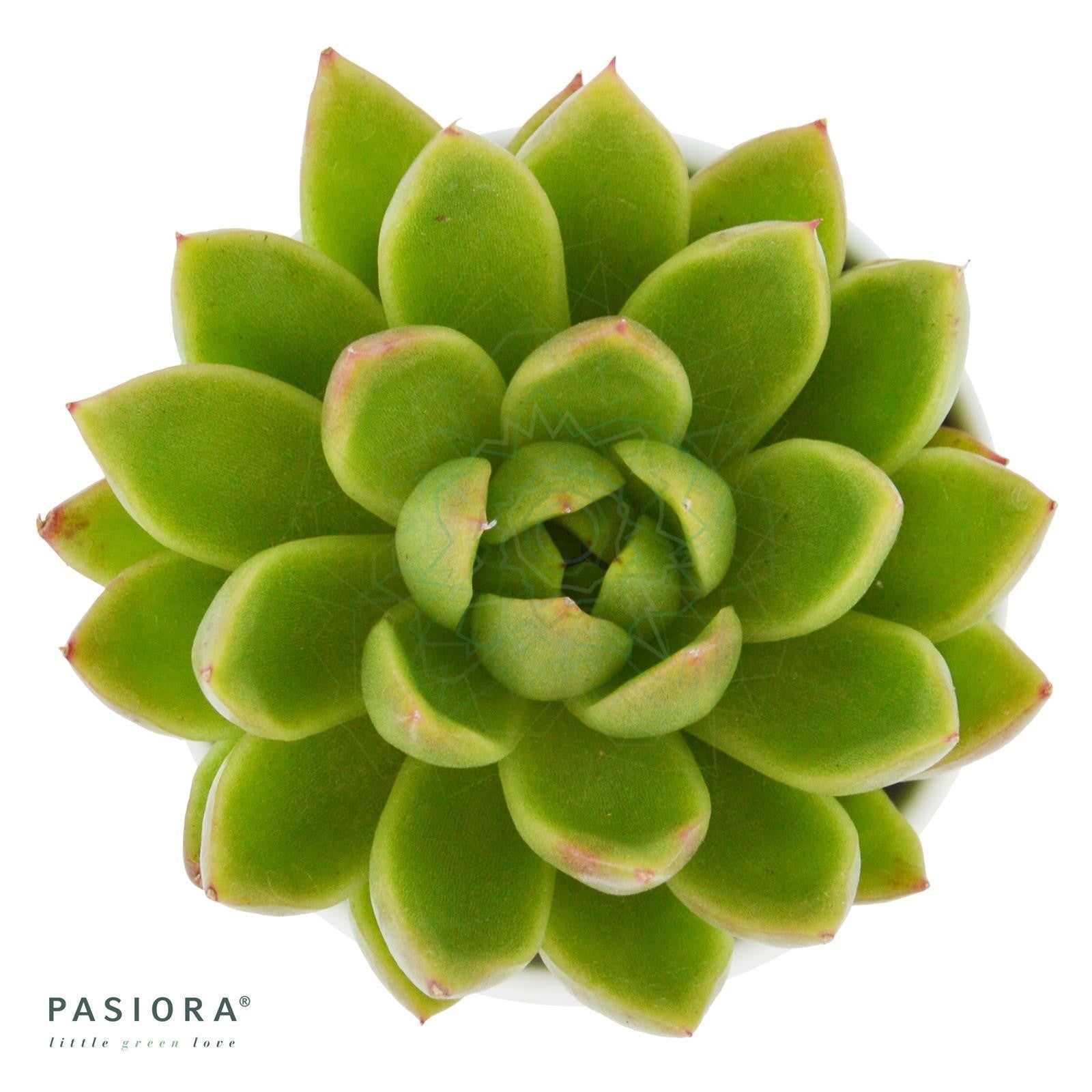 pasiora-echeveria-agavoides-miranda-sukkulente-6cm image 1