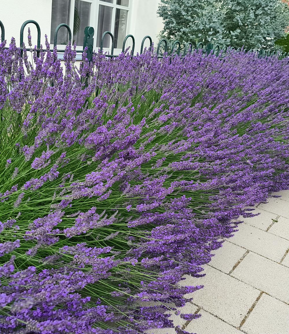baldur-garten-lavendel-phenomenal-duftlavendel-3x-im-9x9-cm-topf image 1