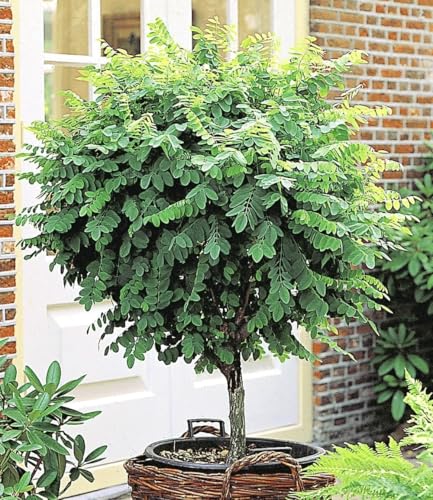 baldur-garten-hortensien-st-mmchen-grandiflora-hydrangea-paniculata image 7