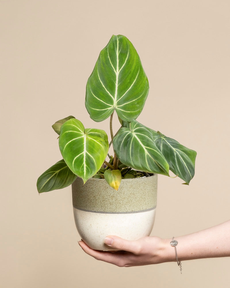 feey-philodendron-gloriosum-zimmerpflanze image 1