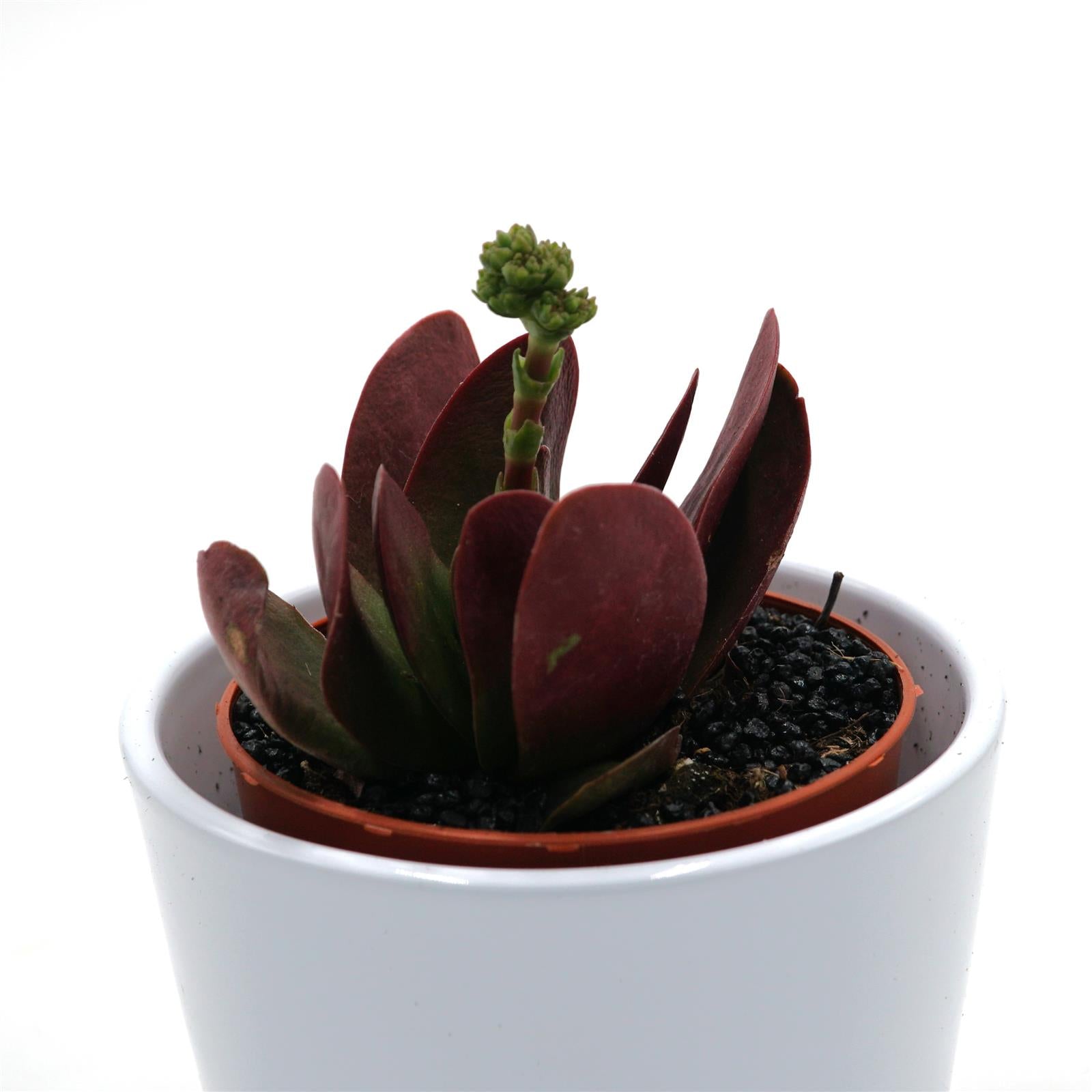 pasiora-crassula-cotyledonis-verde-sukkulente-8-5cm-topf image 2