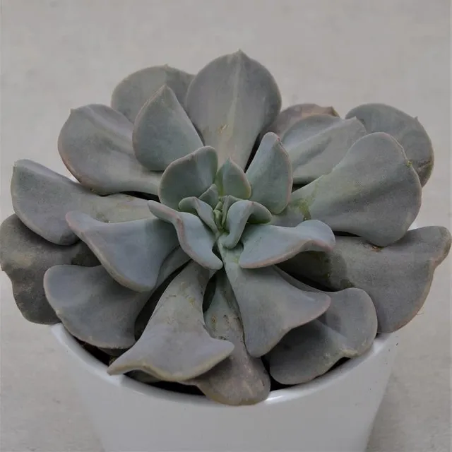 pasiora-echeveria-cubic-frost-sukkulente-12cm-topf image 1