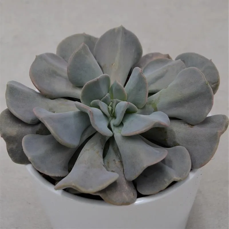 pasiora-echeveria-cubic-frost-sukkulente-12cm-topf image 1