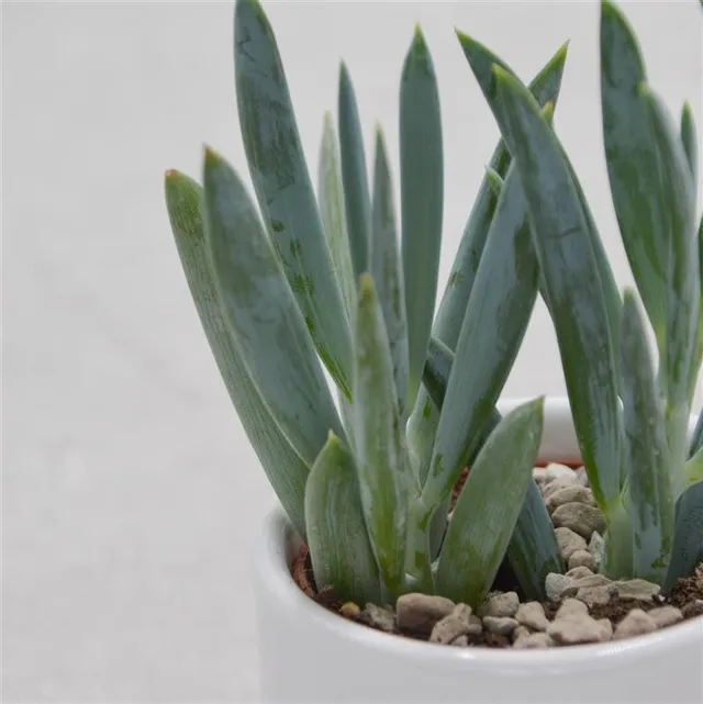 pasiora-senecio-ficoides-sukkulente-im-6cm-topf image 1