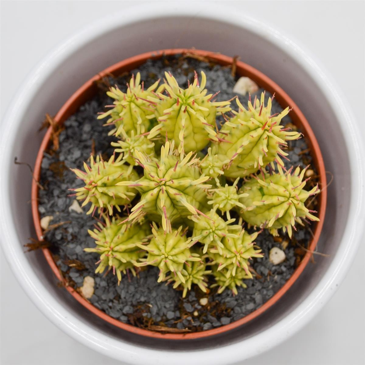 pasiora-euphorbia-aggregata-f-variegata-sukkulente-8-5cm-topf image 1