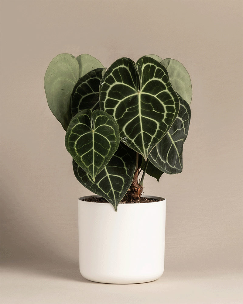 feey-anthurium-clarinervium-zimmerpflanze-herzblattblume image 7