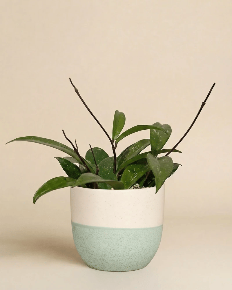 feey-hoya-pubicalyx-wachsblume-h-ngepflanze-schweizer-gew-chs image 5