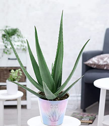 baldur-garten-xxl-aloe-vera-55-65-cm-im-19-cm-topf image 6