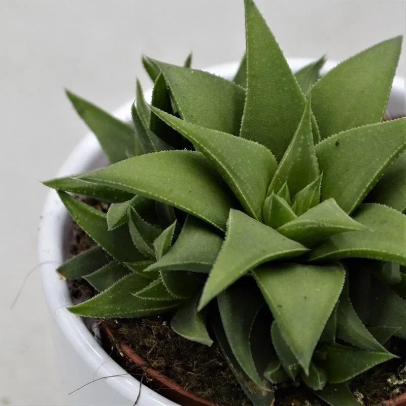 pasiora-haworthia-angustifolia-var-baylissii-sukkulente-8-5cm-topf image 1