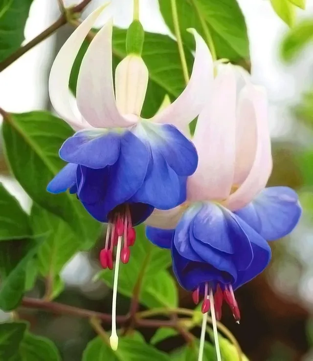 baldur-garten-3x-winterharte-fuchsie-blue-sarah-im-9x9-cm-topf image 1
