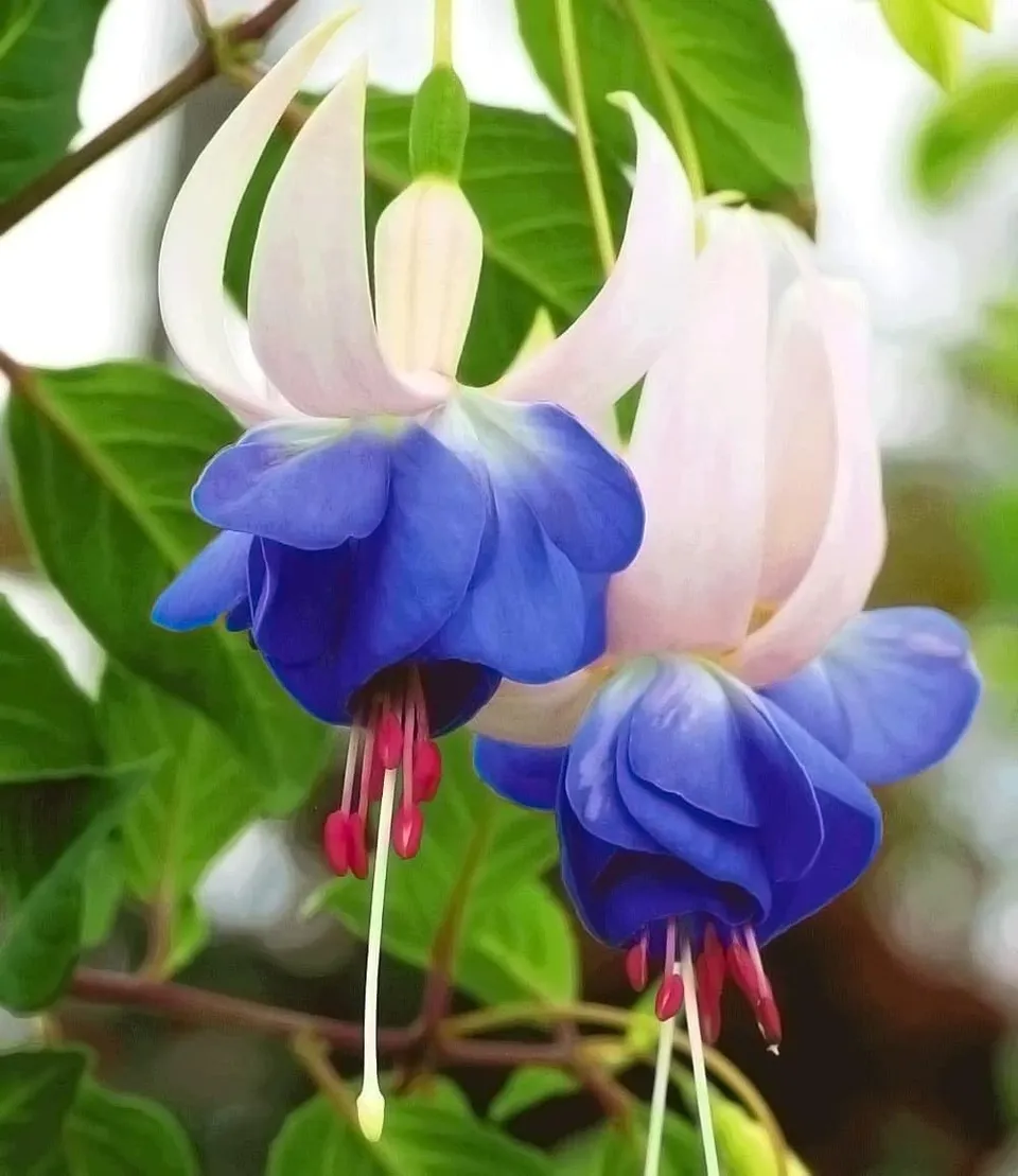 baldur-garten-3x-winterharte-fuchsie-blue-sarah-im-9x9-cm-topf image 1