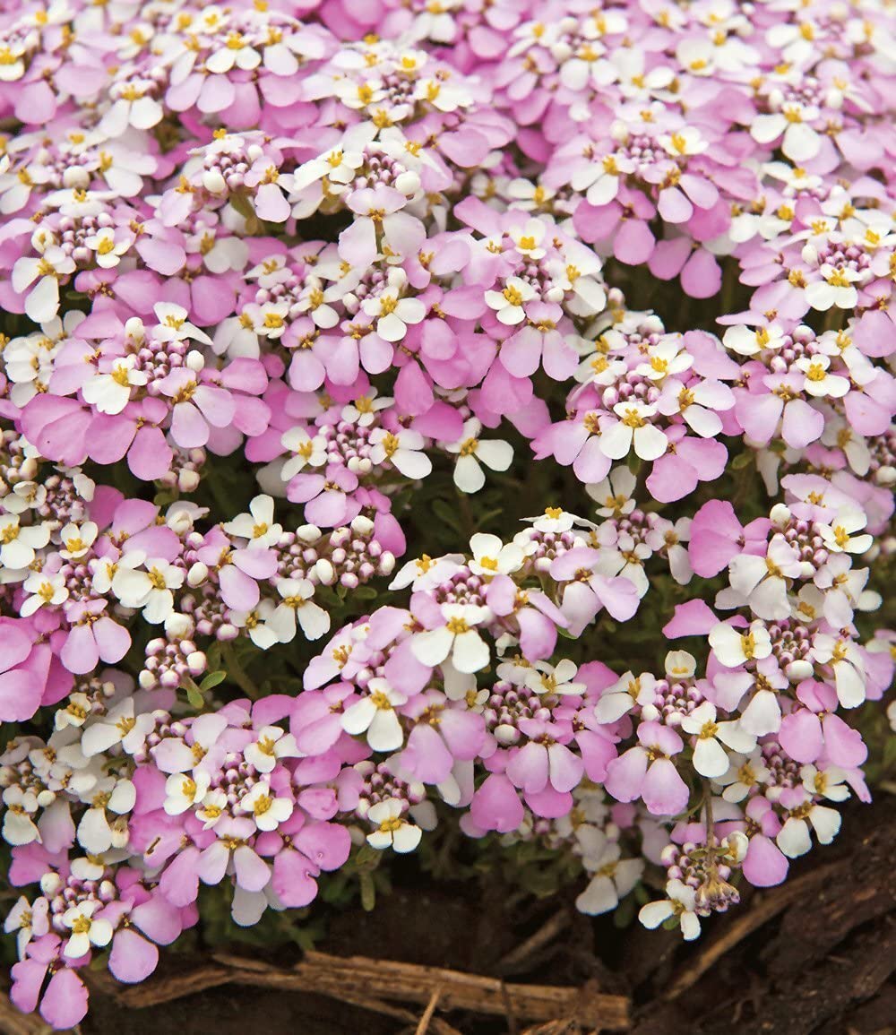 baldur-garten-3x-bodendecker-mazus-reptans-lippenm-ulchen-im-9x9-cm-topf image 4