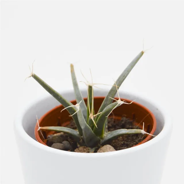 pasiora-leuchtenbergia-principis-agaven-kaktus-5-5cm-topf image 1