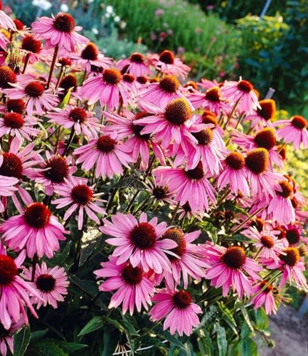 baldur-garten-3x-echinacea-purpurea-purpur-sonnenhut-9x9-cm-topf image 3