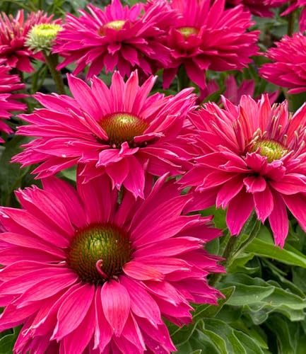 baldur-garten-echinacea-sunseekers-sweet-fuchsia-9x9-cm-topf image 6