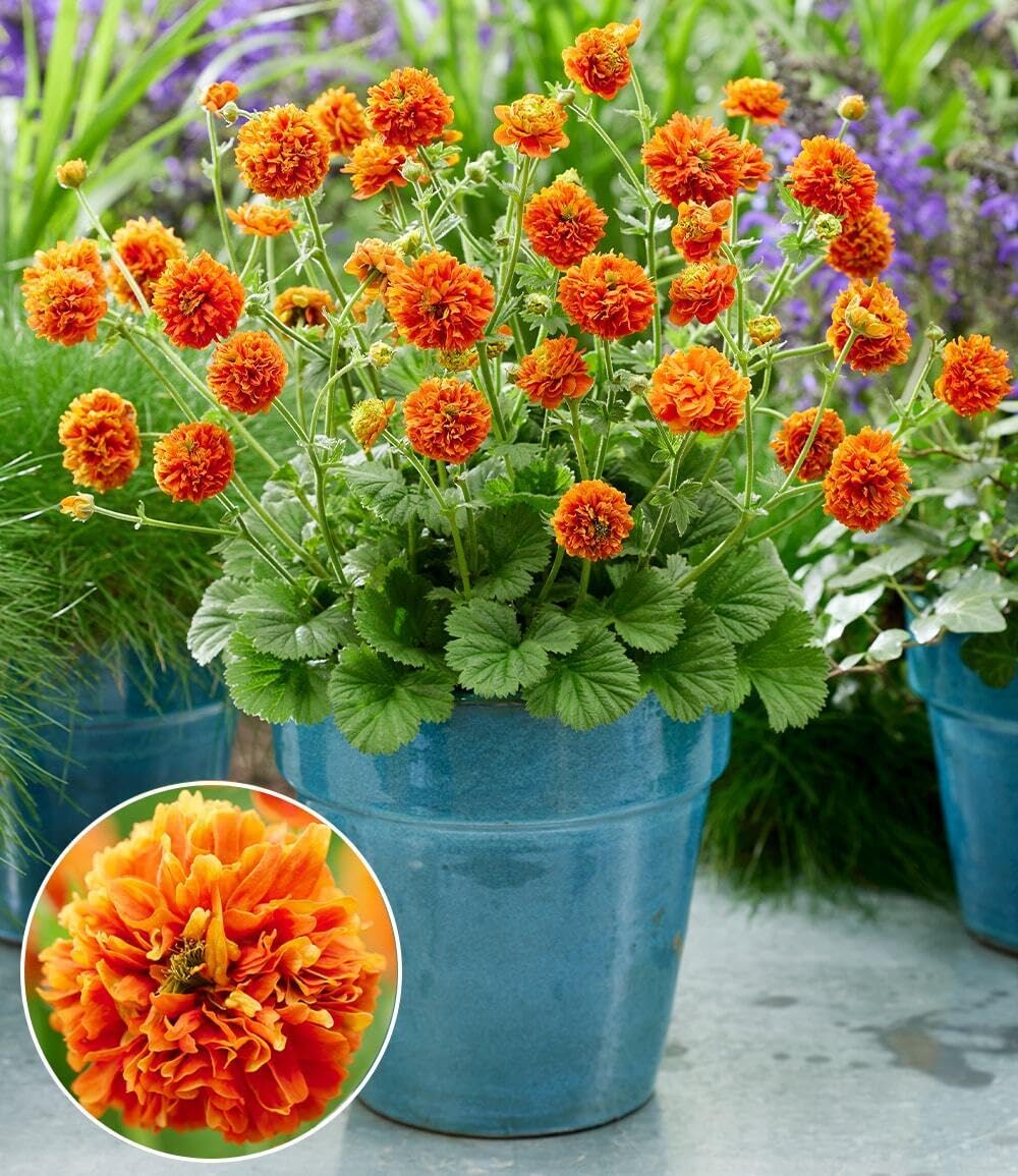 baldur-garten-geum-orange-pumpkin-3x-staude-9x9-cm image 1