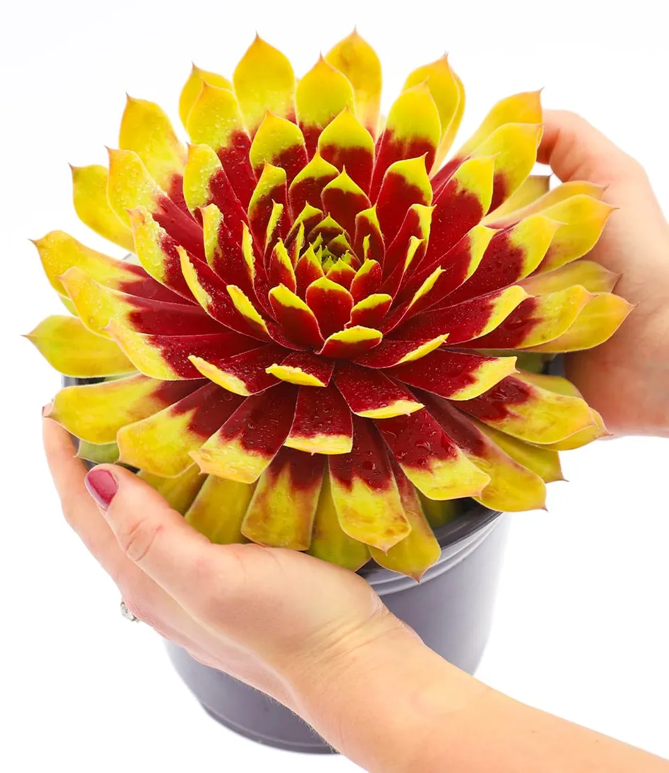 baldur-garten-sempervivum-giants-gold-mine-sukkulente-im-9x9-cm-topf image 1