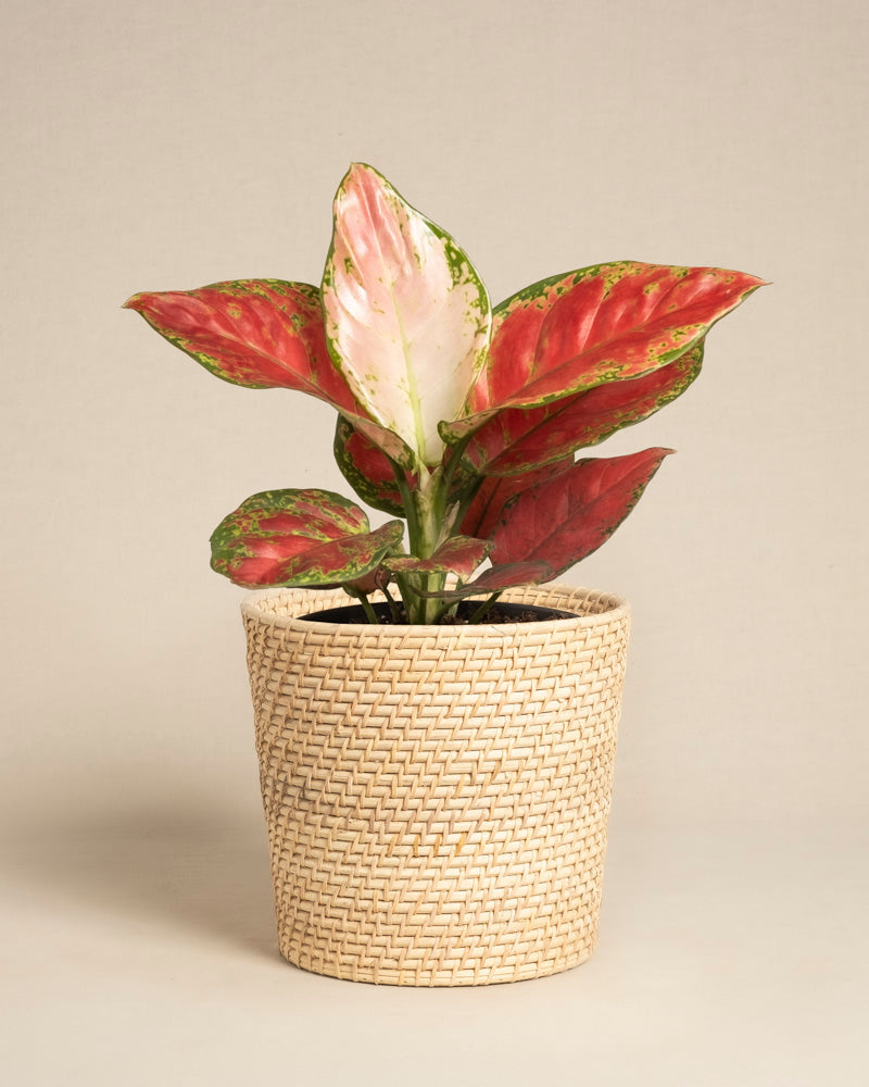 feey-aglaonema-cayenne-red-zimmerpflanze image 5