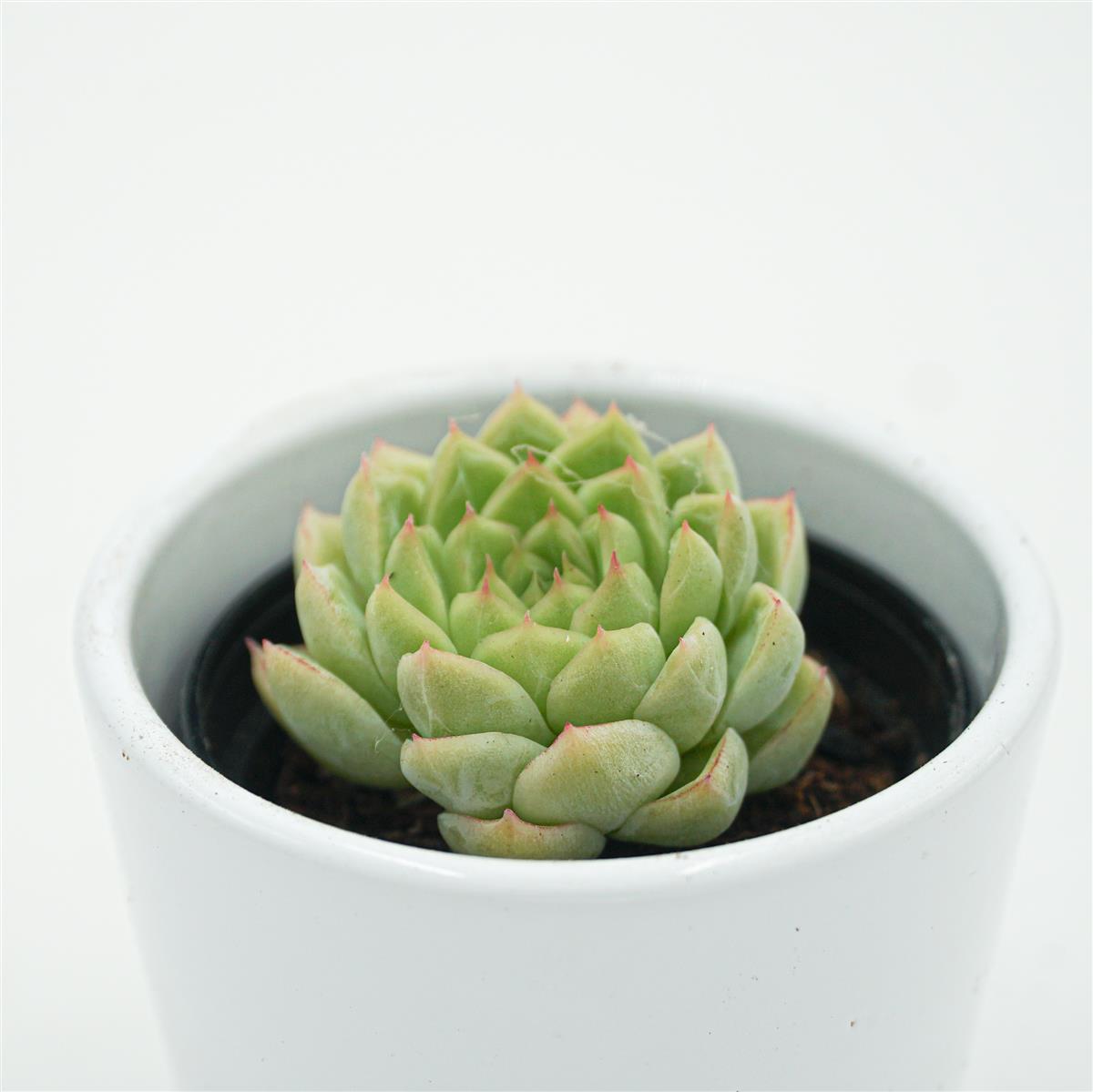 pasiora-echeveria-malgan-x-queen-sukkulente-6-cm-topf image 2