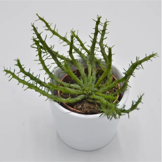 pasiora-euphorbia-pugniformis-sukkulente-5-5cm image 1