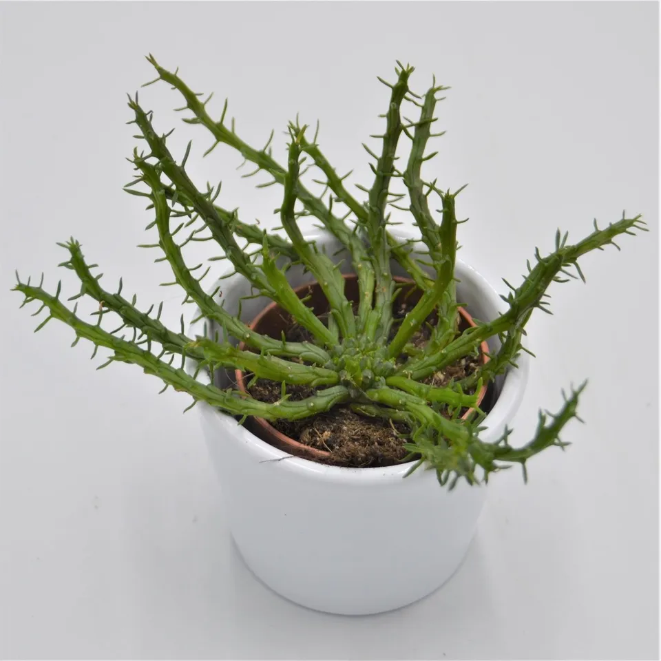 pasiora-euphorbia-pugniformis-sukkulente-5-5cm image 1