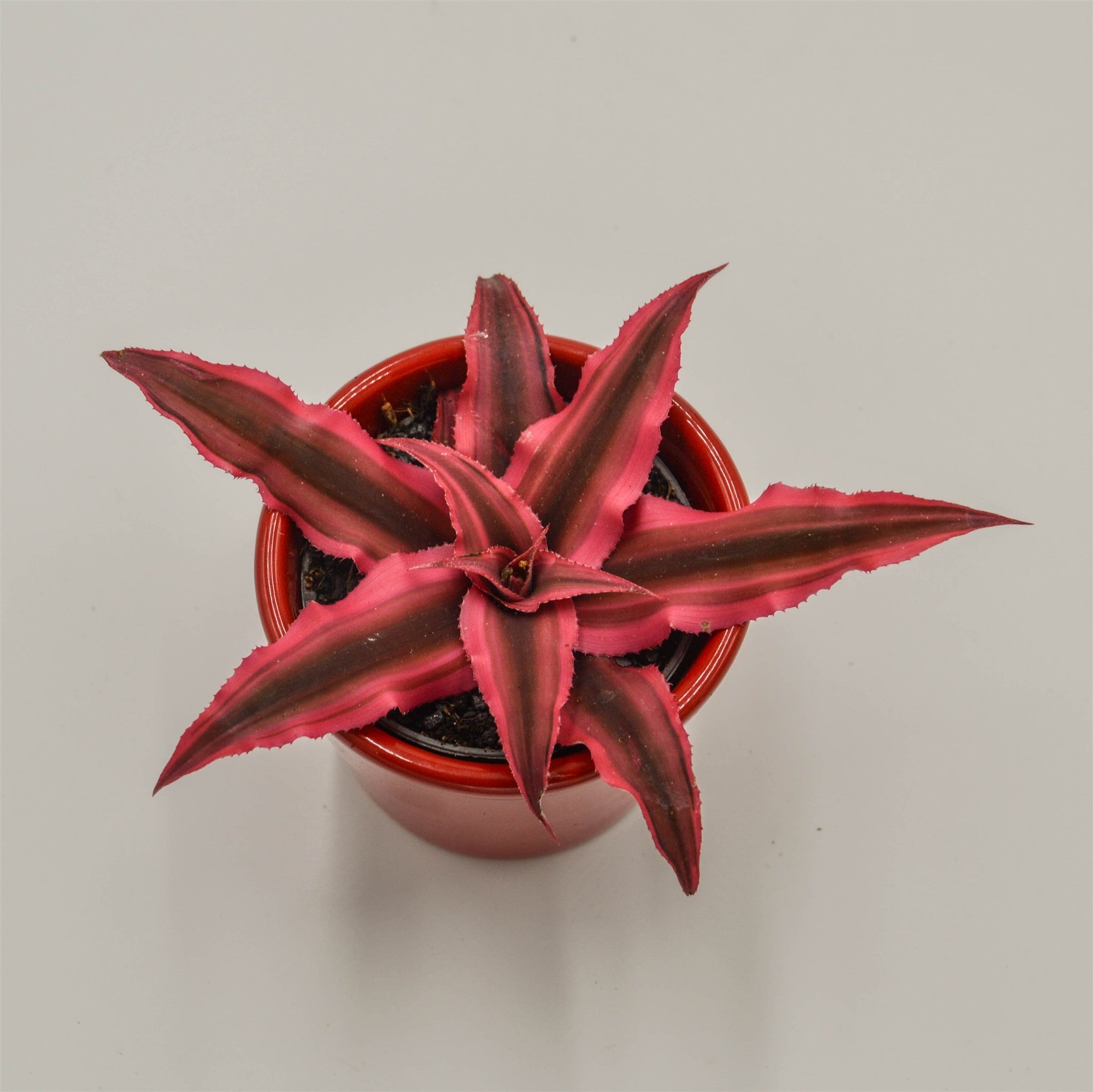 pasiora-cryptanthus-bivittatus-super-pink-erdstern-6cm image 2
