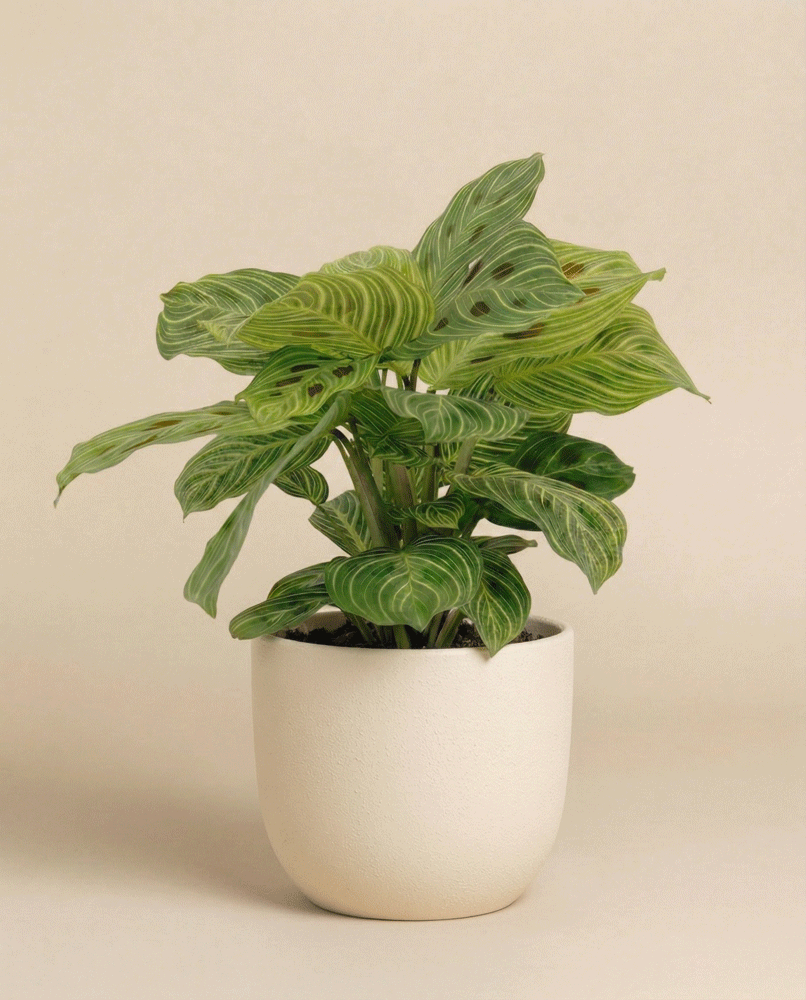 feey-maranta-light-veins-zimmerpflanze-pfeilwurz-rarit-t image 6