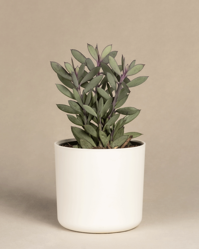 feey-senecio-crassissimus-sukkulente-14er-topf image 7