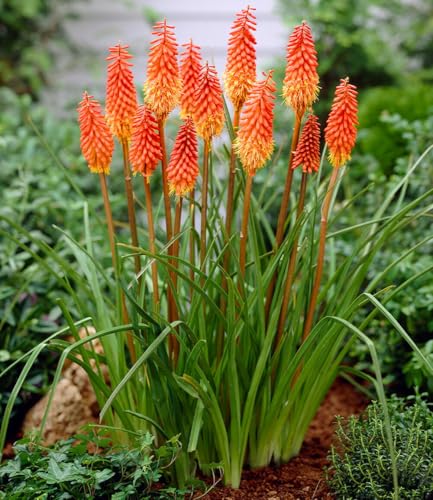 baldur-garten-kniphofia-alcazar-fackellilie-9x9-cm-topf image 3