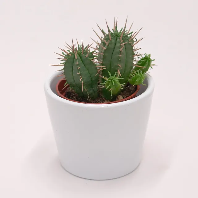 pasiora-euphorbia-ferox-sukkulente-5-5cm image 1