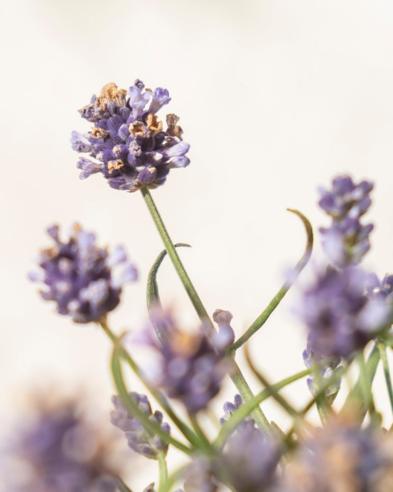feey-lavendel-lavandula-angustifolia-hidcote-blue image 7