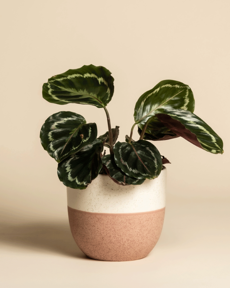 feey-calathea-roseopicta-klein-korbmarante image 5