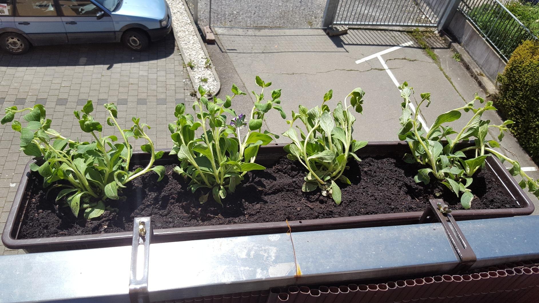 Schneller Versand, kräftige Pflanzen