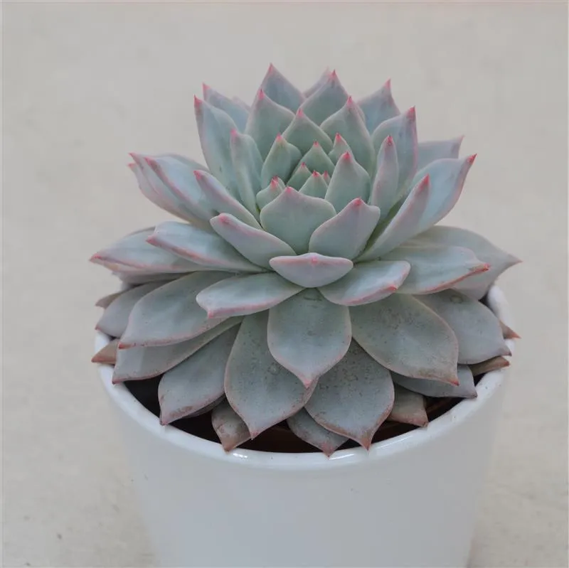 pasiora-echeveria-blue-bird-sukkulente-8-5-cm-topf image 1