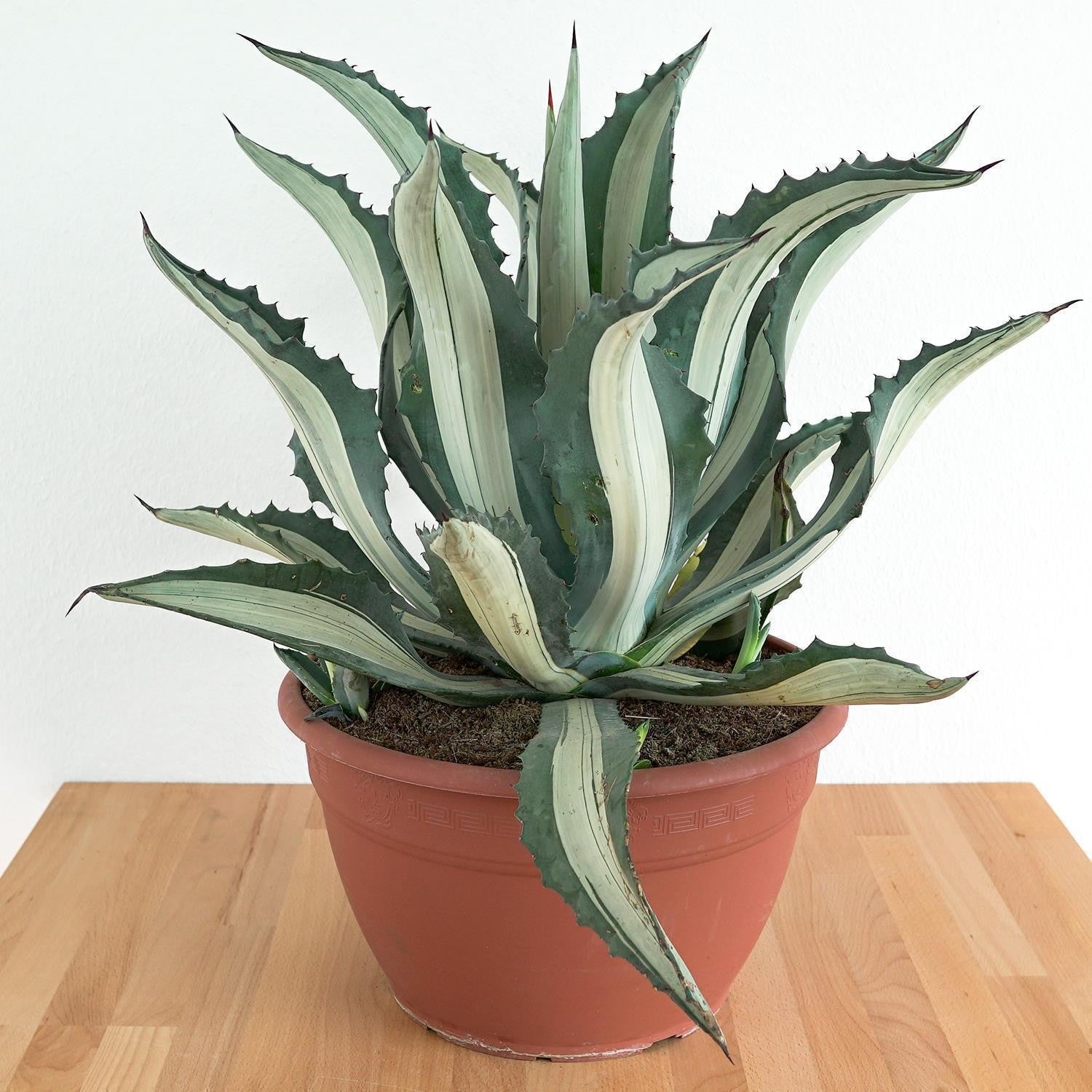 pasiora-agave-americana-mediopicta-alba-30cm image 2