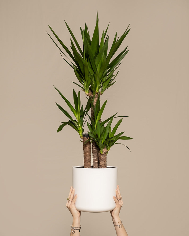 feey-gro-e-yucca-elephantipes-yucca-palme-xl-im-30-cm-topf image 1