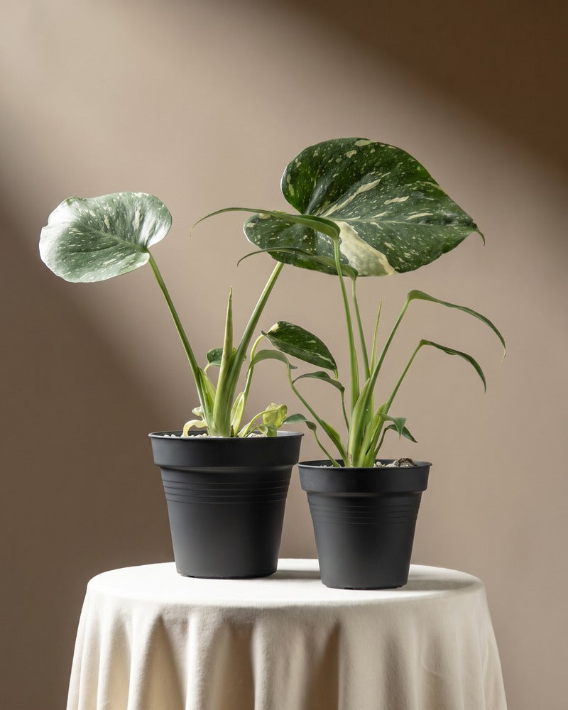 feey-monstera-rarit-ten-duo-thai-constellation-burle-marx-flame image 3