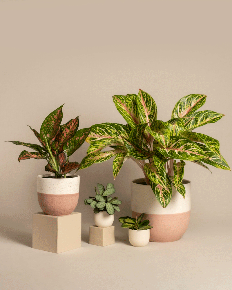 feey-tropical-beauty-set-4er-zimmerpflanzen-set image 5