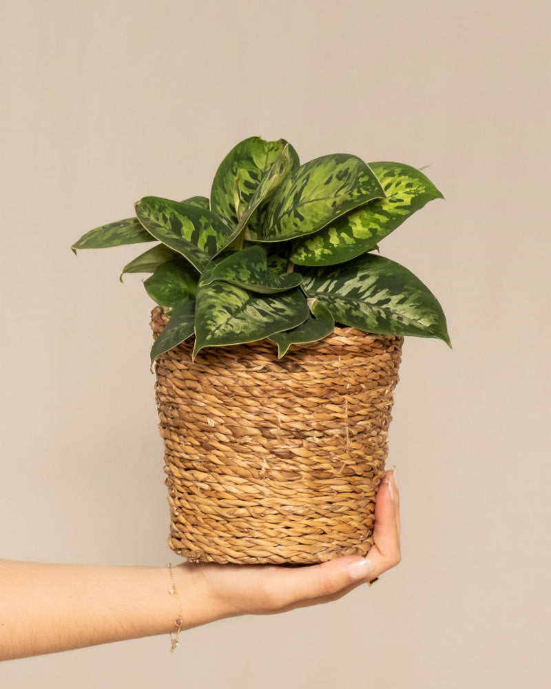 feey-homalomena-camouflage-zimmerpflanze-mit-bertopf image 1