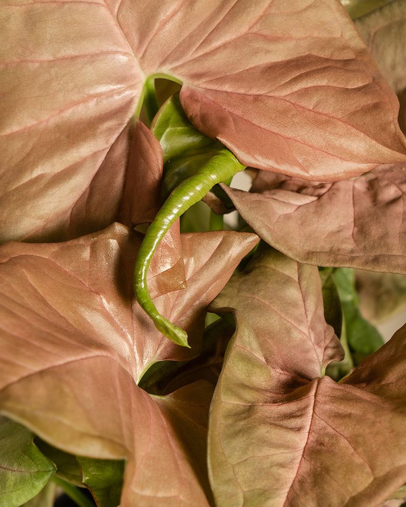 feey-purpurtute-red-heart-syngonium-farbige-h-ngepflanze image 2