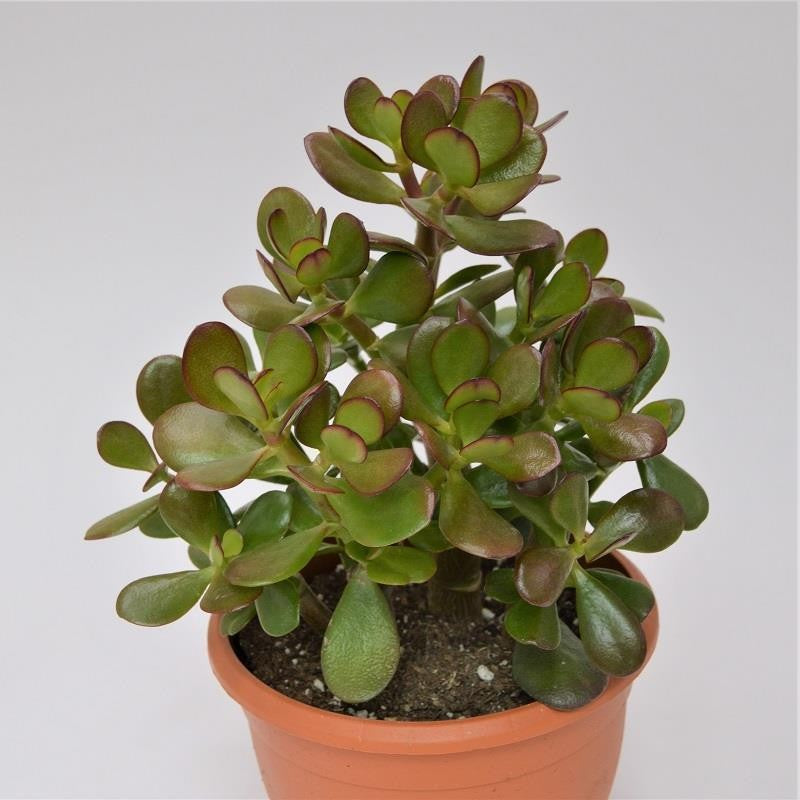 pasiora-crassula-ovata-jadestrauch-pfennigbaum-17-cm-topf image 1
